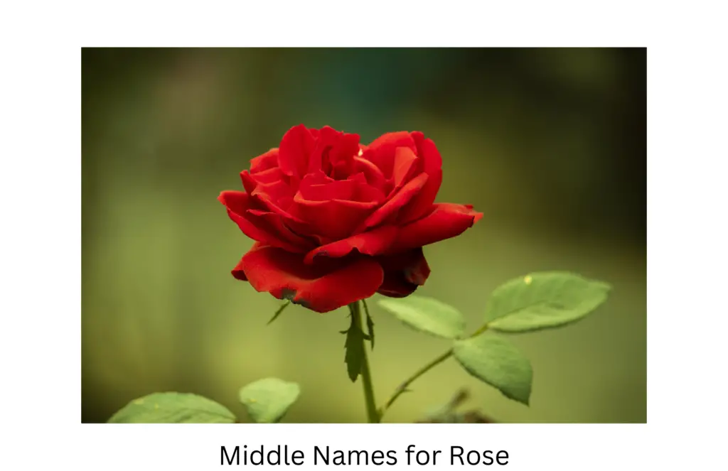 middle names for Rose