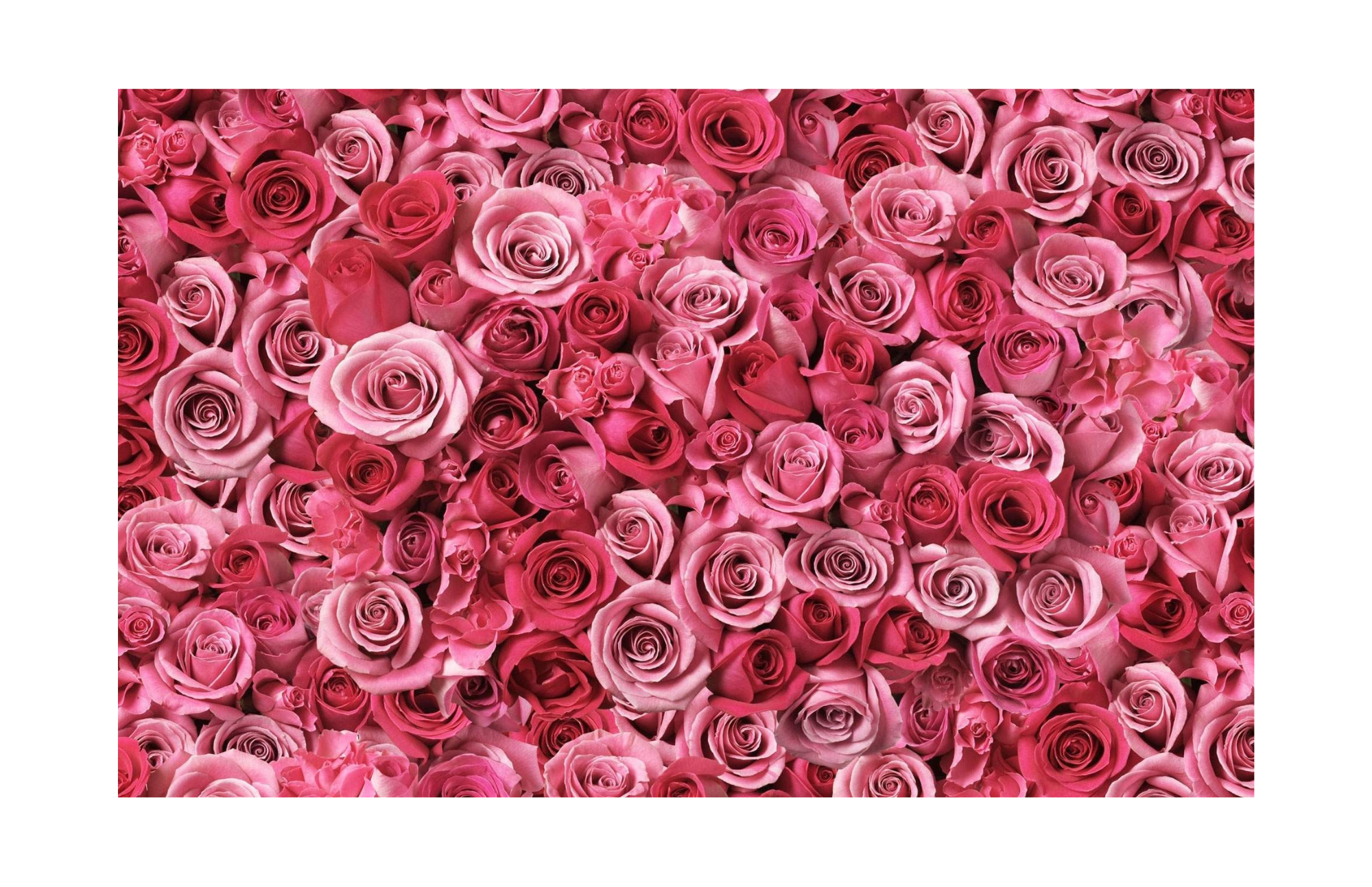roses